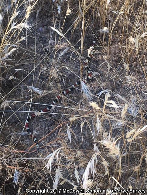 Arizona Coralsnake (Micruroides euryxanthus euryxanthus)