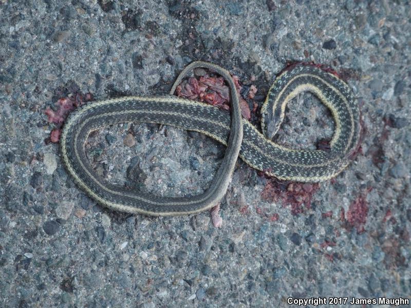 Oregon Gartersnake (Thamnophis atratus hydrophilus)