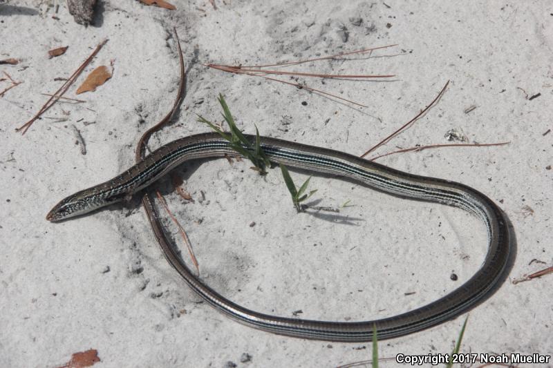 Eastern Slender Glass Lizard (Ophisaurus attenuatus longicaudus)