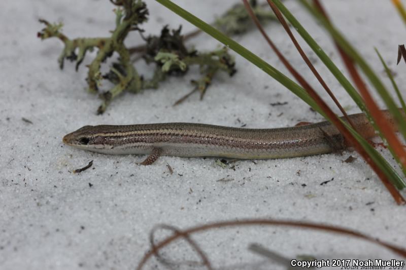 Northern Mole Skink (Plestiodon egregius similis)