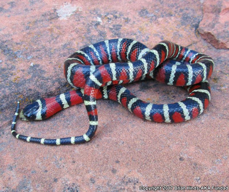 Arizona Mountain Kingsnake (Lampropeltis pyromelana pyromelana)