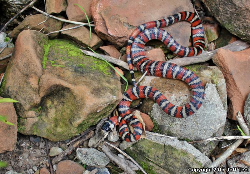 Arizona Mountain Kingsnake (Lampropeltis pyromelana pyromelana)