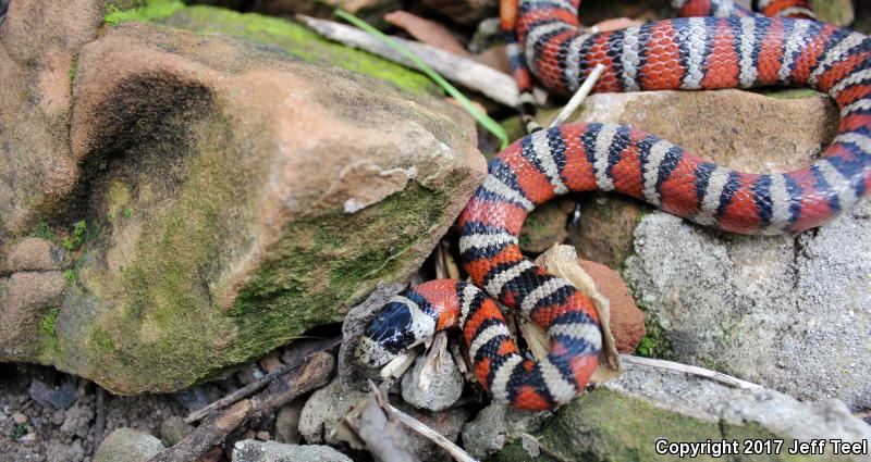 Arizona Mountain Kingsnake (Lampropeltis pyromelana pyromelana)