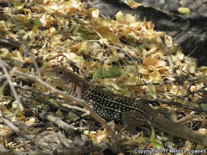 Canyon Spotted Whiptail (Aspidoscelis burti)