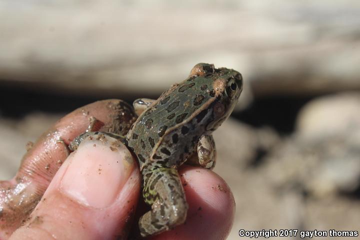 Lowland Leopard Frog (Lithobates yavapaiensis)