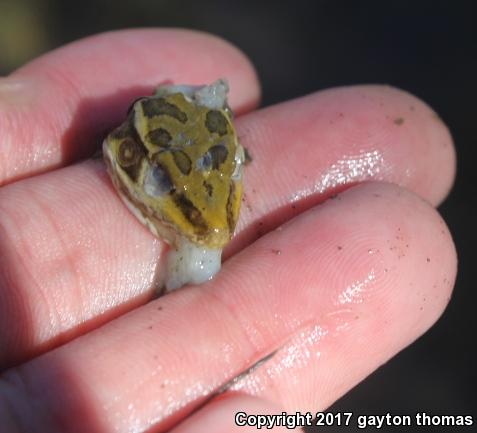 Lowland Leopard Frog (Lithobates yavapaiensis)