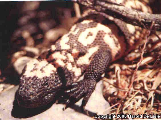 Banded Gila Monster (Heloderma suspectum cinctum)