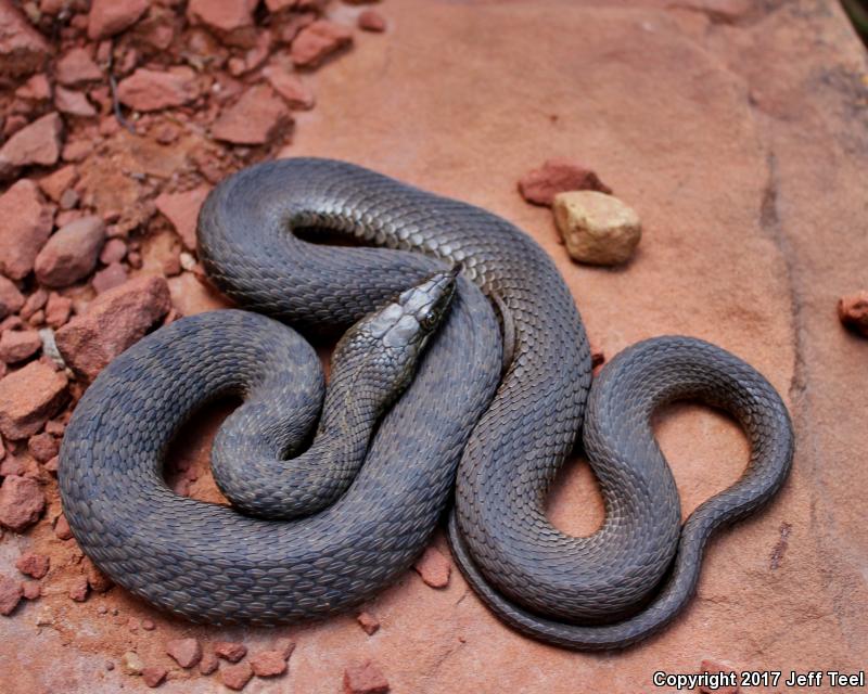 Narrow-headed Gartersnake (Thamnophis rufipunctatus)