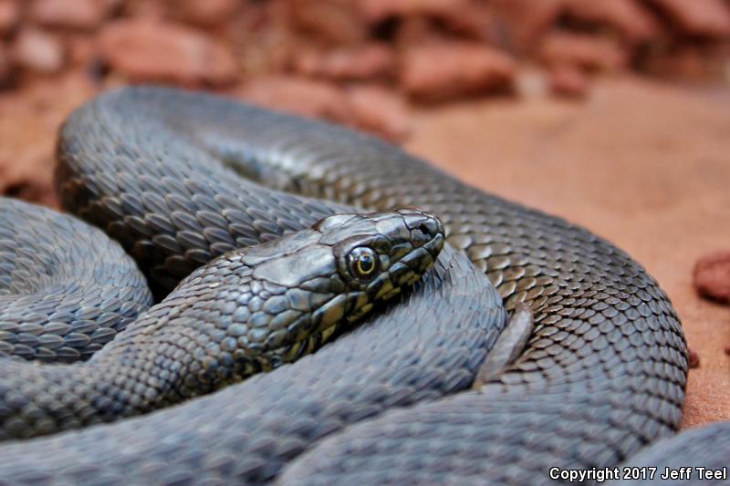 Narrow-headed Gartersnake (Thamnophis rufipunctatus)