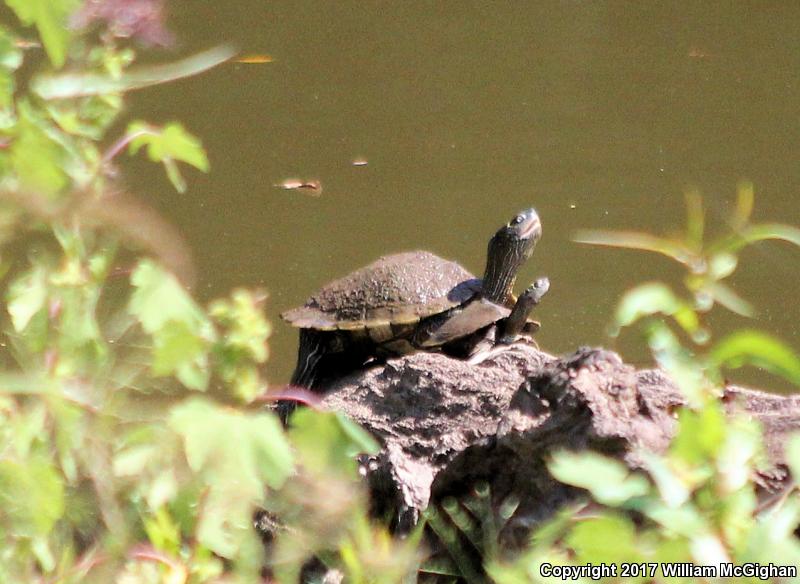 Mississippi Map Turtle (Graptemys pseudogeographica kohnii)