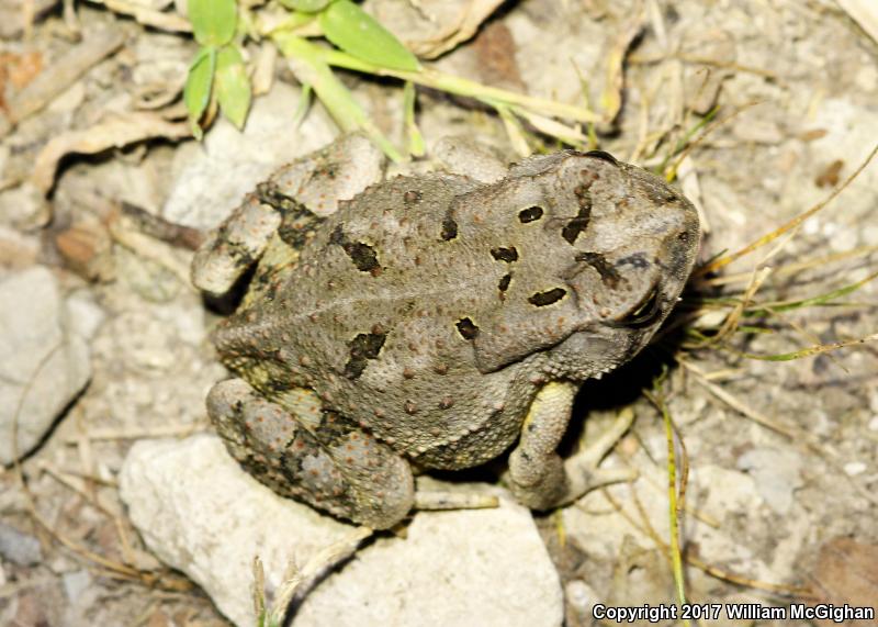 Dwarf American Toad (Anaxyrus americanus charlesmithi)