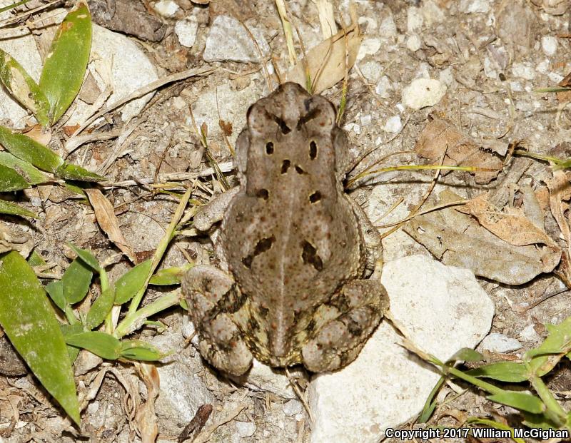 Dwarf American Toad (Anaxyrus americanus charlesmithi)