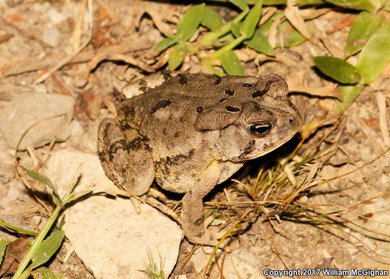 Dwarf American Toad (Anaxyrus americanus charlesmithi)