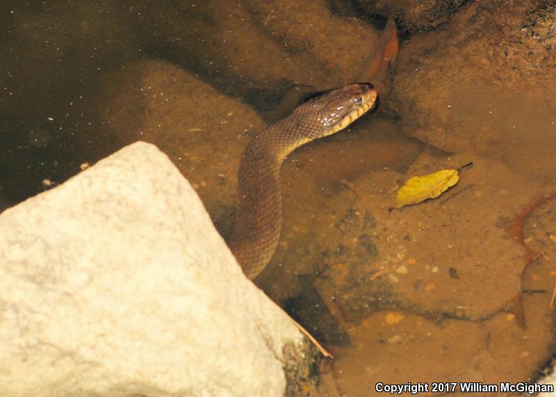 Mississippi Green Watersnake (Nerodia cyclopion)