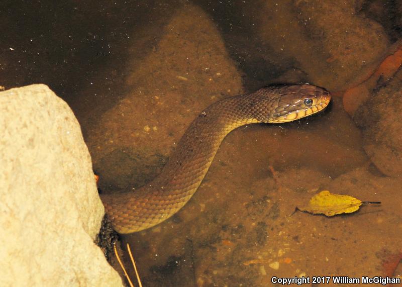 Mississippi Green Watersnake (Nerodia cyclopion)