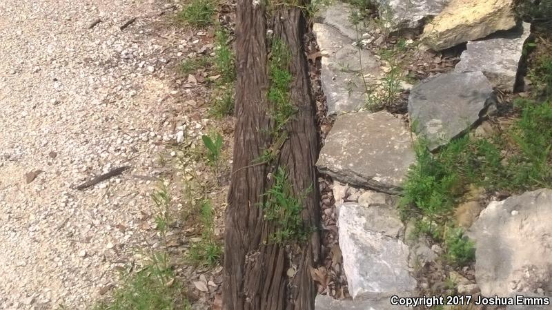 Texas Spotted Whiptail (Aspidoscelis gularis gularis)