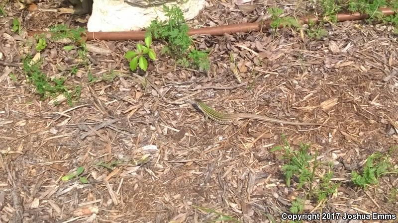 Texas Spotted Whiptail (Aspidoscelis gularis gularis)