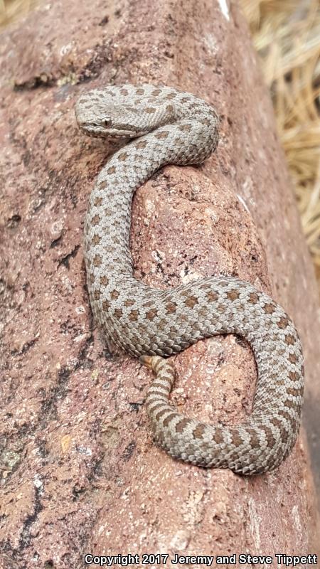 Twin-spotted Rattlesnake (Crotalus pricei)