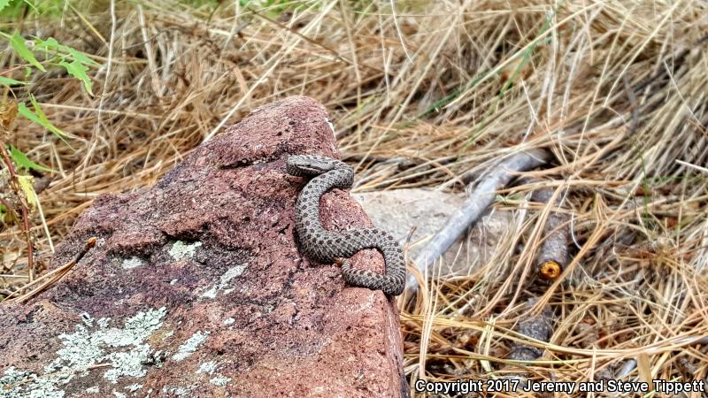 Twin-spotted Rattlesnake (Crotalus pricei)