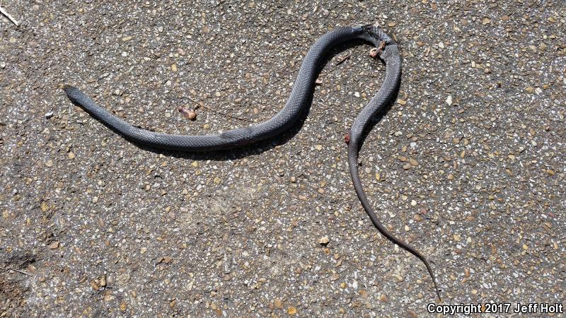 Black-masked Racer (Coluber constrictor latrunculus)