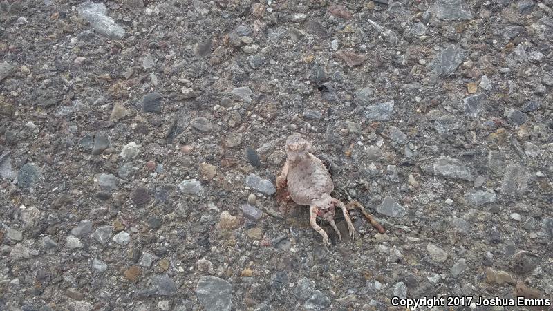 Round-tailed Horned Lizard (Phrynosoma modestum)