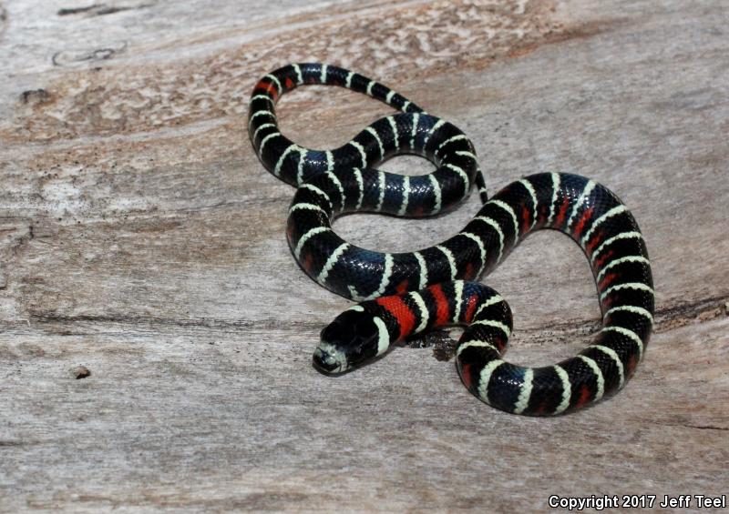 Arizona Mountain Kingsnake (Lampropeltis pyromelana pyromelana)