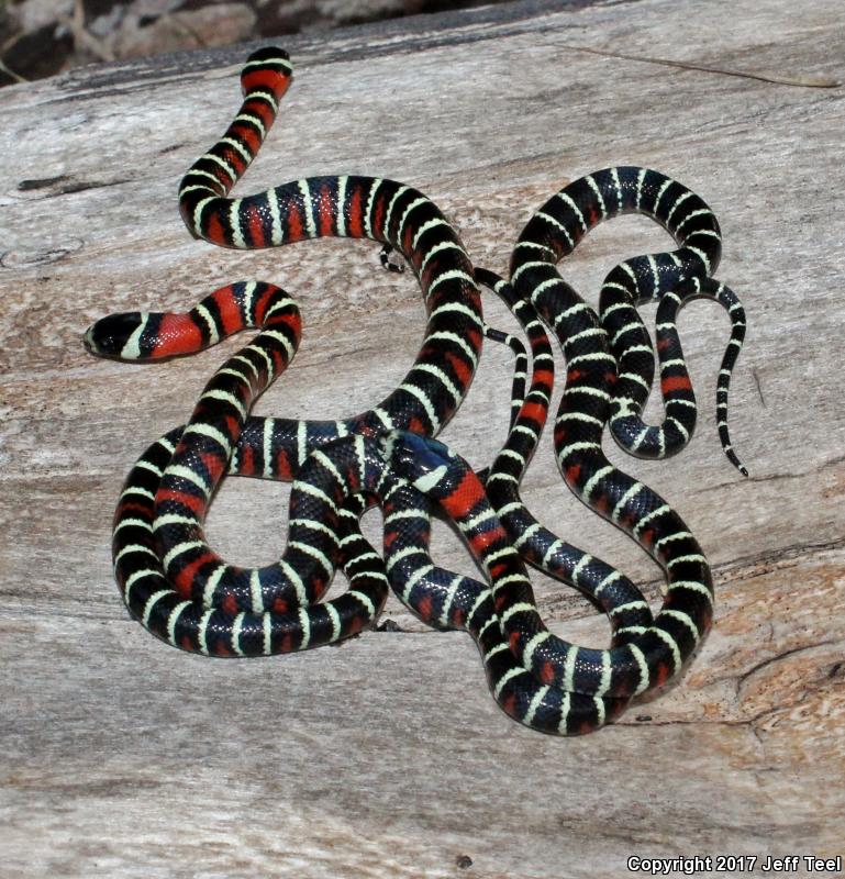 Arizona Mountain Kingsnake (Lampropeltis pyromelana pyromelana)