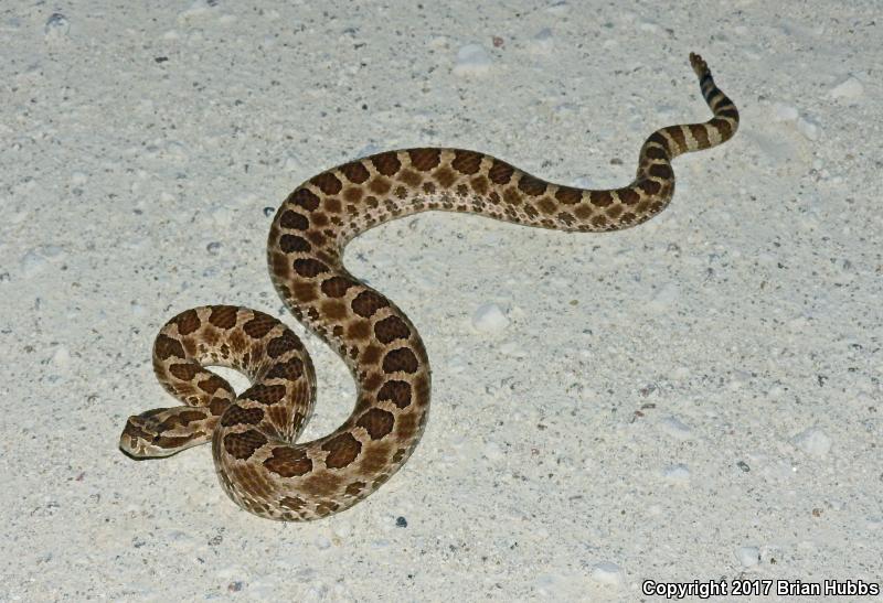 Western Massasauga (Sistrurus catenatus tergeminus)