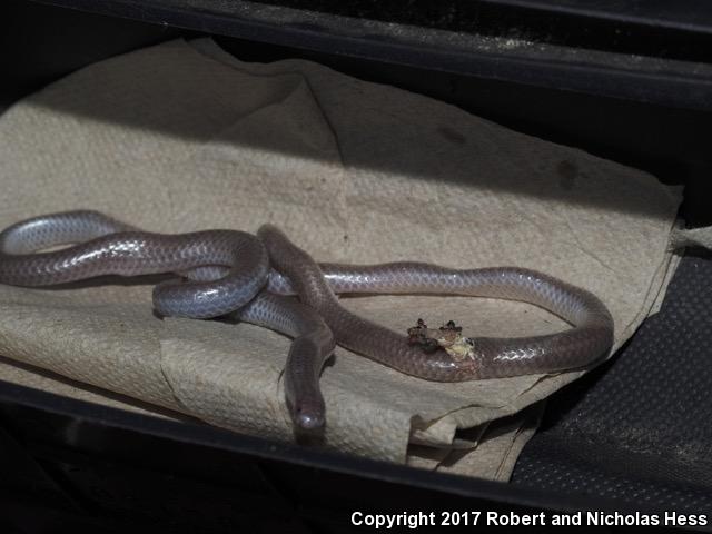 SouthWestern Threadsnake (Leptotyphlops humilis humilis)