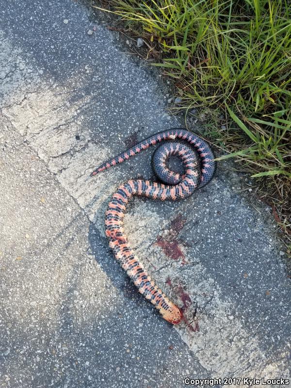 Eastern Mudsnake (Farancia abacura abacura)