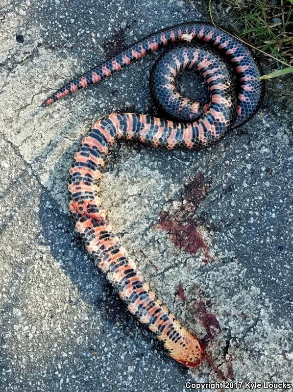 Eastern Mudsnake (Farancia abacura abacura)