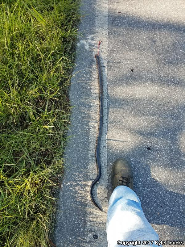 Eastern Mudsnake (Farancia abacura abacura)