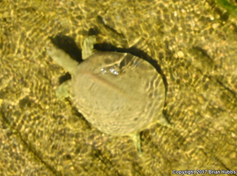 Western Spiny Softshell (Apalone spinifera hartwegi)