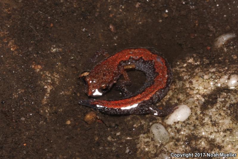 Northern Zigzag Salamander (Plethodon dorsalis)