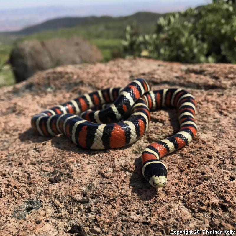 Utah Mountain Kingsnake (Lampropeltis pyromelana infralabialis)