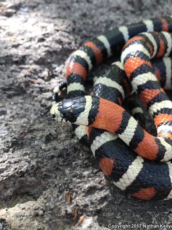 Utah Mountain Kingsnake (Lampropeltis pyromelana infralabialis)