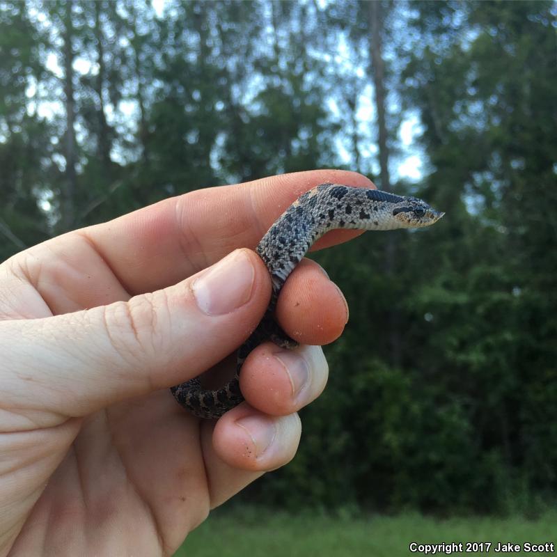 Southern Hog-nosed Snake (Heterodon simus)