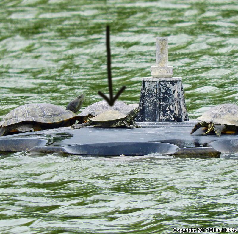 Ouachita Map Turtle (Graptemys ouachitensis ouachitensis)