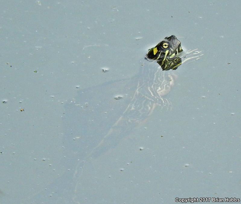 Ouachita Map Turtle (Graptemys ouachitensis ouachitensis)