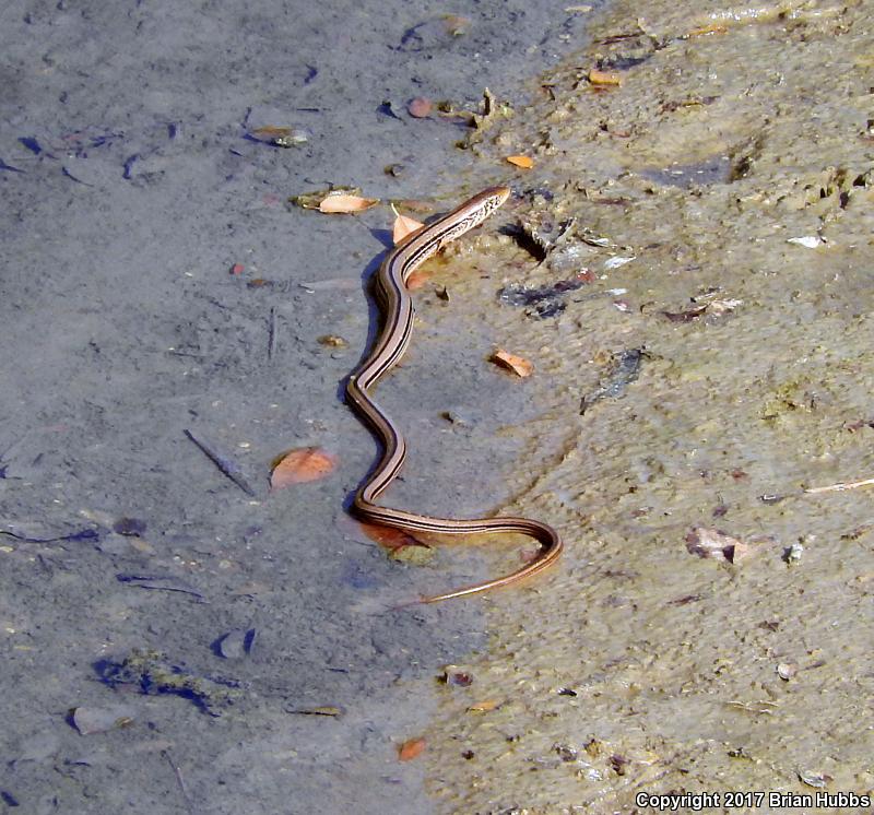 Western Slender Glass Lizard (Ophisaurus attenuatus attenuatus)