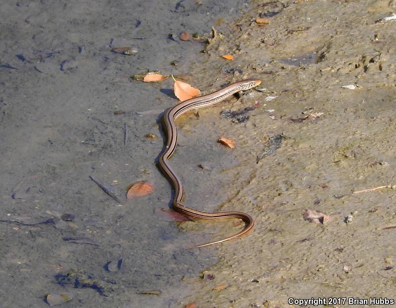 Western Slender Glass Lizard (Ophisaurus attenuatus attenuatus)