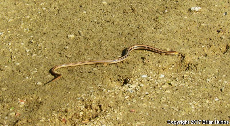 Western Slender Glass Lizard (Ophisaurus attenuatus attenuatus)