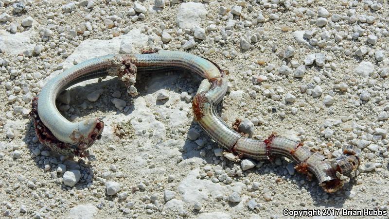 Western Slender Glass Lizard (Ophisaurus attenuatus attenuatus)