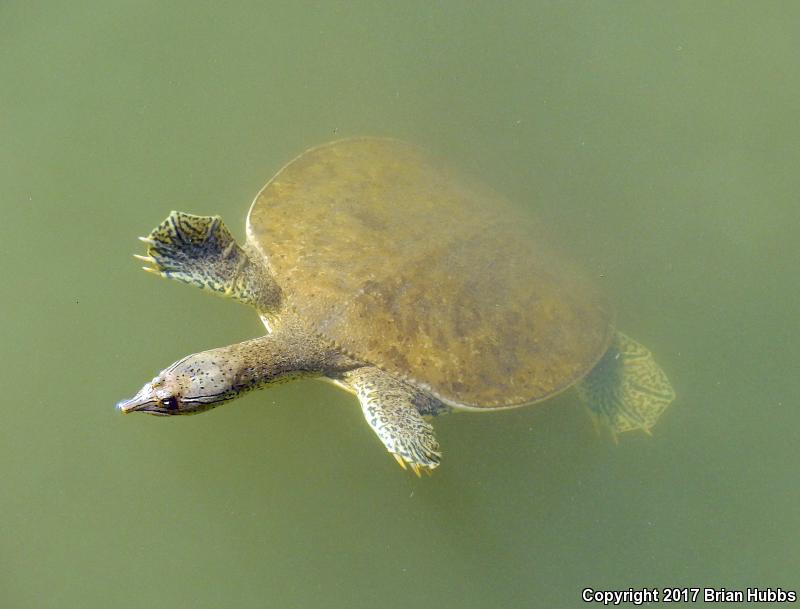 Western Spiny Softshell (Apalone spinifera hartwegi)