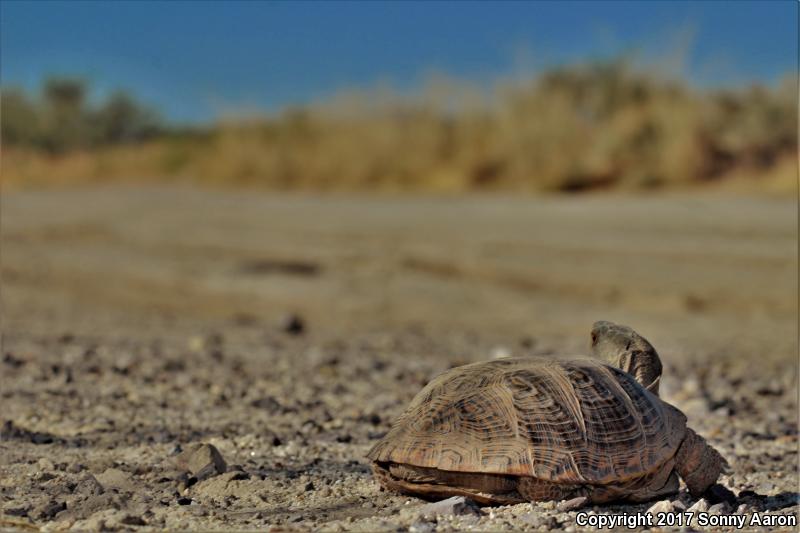 Desert Box Turtle (Terrapene ornata luteola)