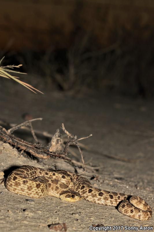 Mexican Hog-nosed Snake (Heterodon kennerlyi)