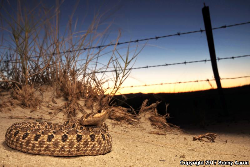 Mexican Hog-nosed Snake (Heterodon kennerlyi)