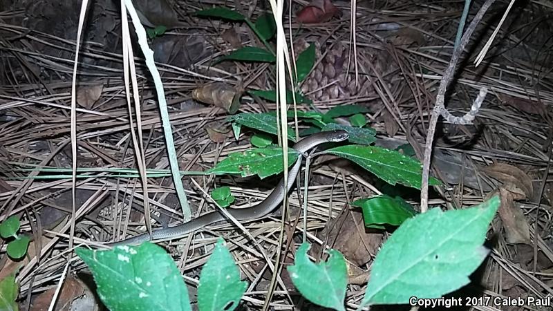 Rough Earthsnake (Virginia striatula)