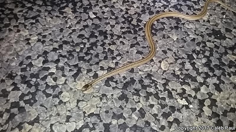 Texas Brownsnake (Storeria dekayi texana)