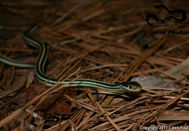 Gulf Coast Ribbonsnake (Thamnophis proximus orarius)